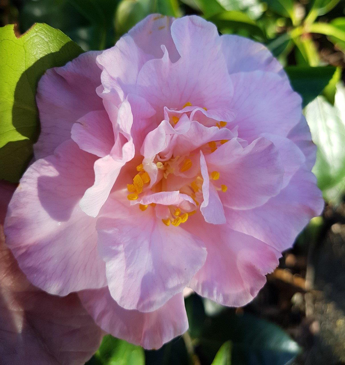 C. japonica 'Laurie Bray'